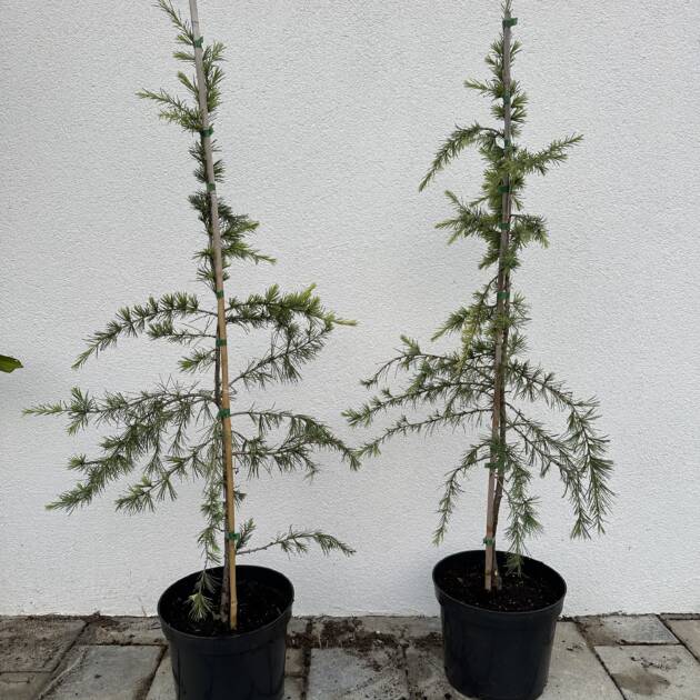 Arany himalájai cédrus - Cedrus deodara 'Golden Horizon'
