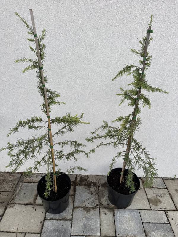 Arany himalájai cédrus - Cedrus deodara 'Golden Horizon' - Image 2