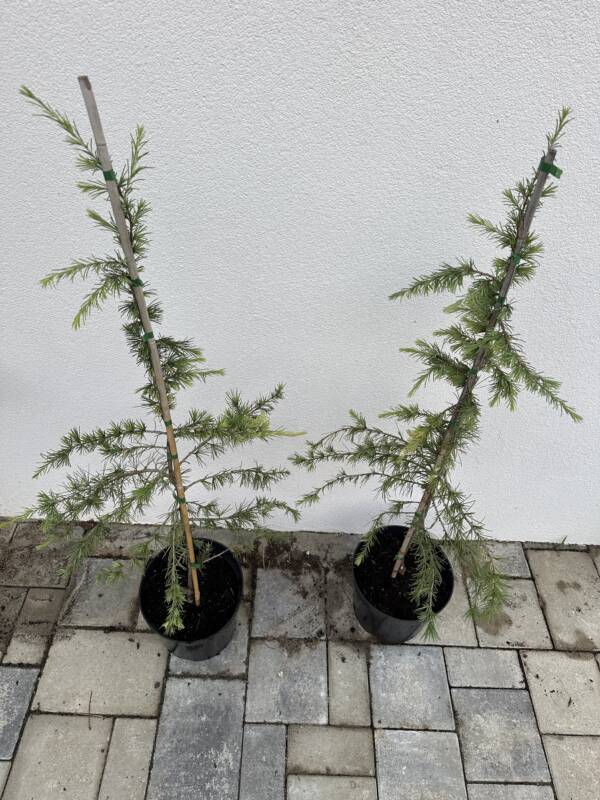 Arany himalájai cédrus - Cedrus deodara 'Golden Horizon' - Image 3