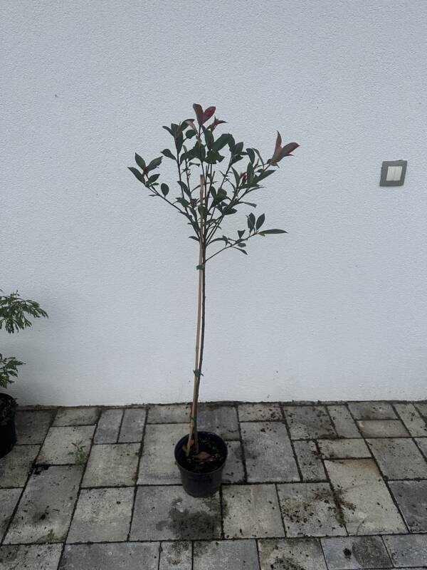 Magastörzsű korallberkenye - Photinia fraseri