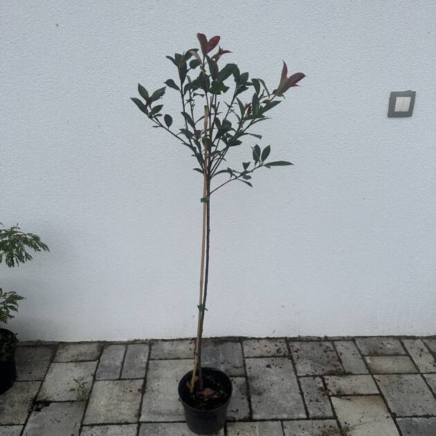 Magastörzsű korallberkenye - Photinia fraseri