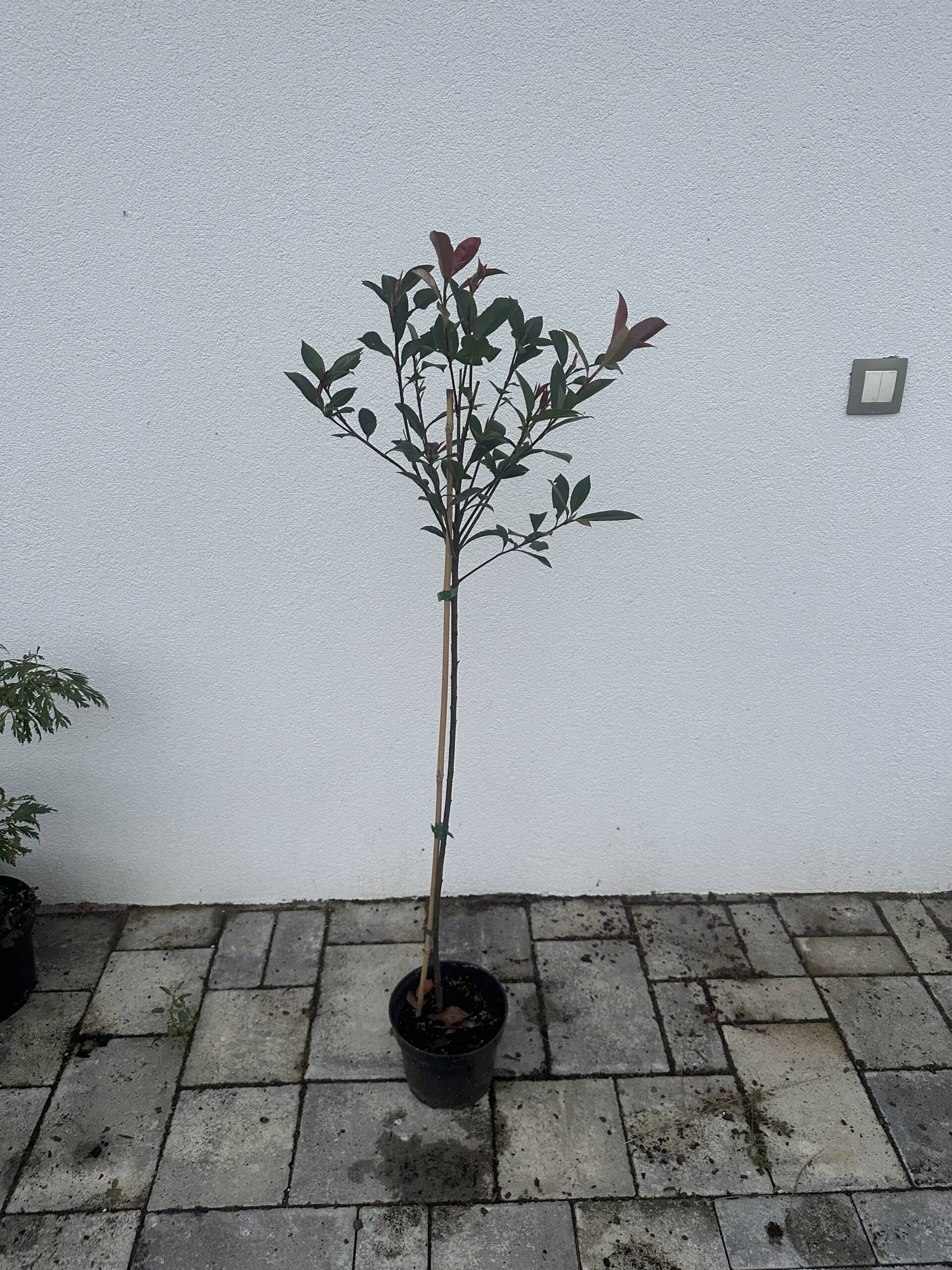 Magastörzsű korallberkenye - Photinia fraseri