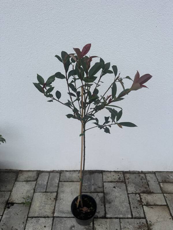 Magastörzsű korallberkenye - Photinia fraseri - Image 2