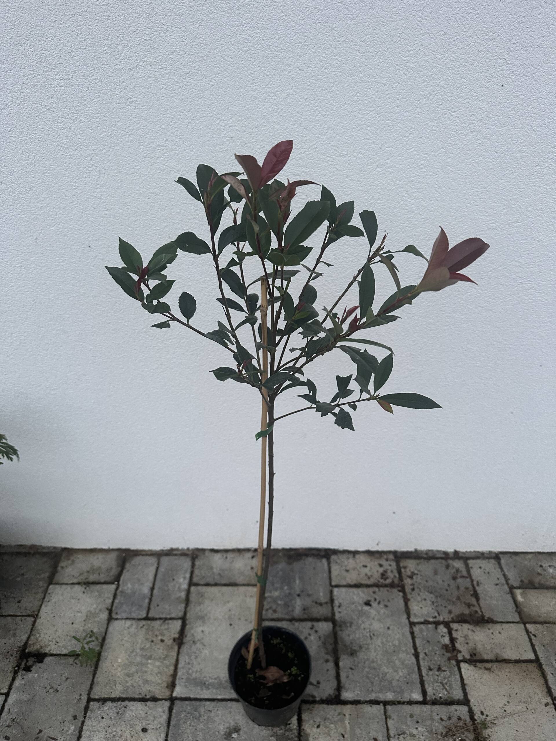 Magastörzsű korallberkenye - Photinia fraseri - Image 2