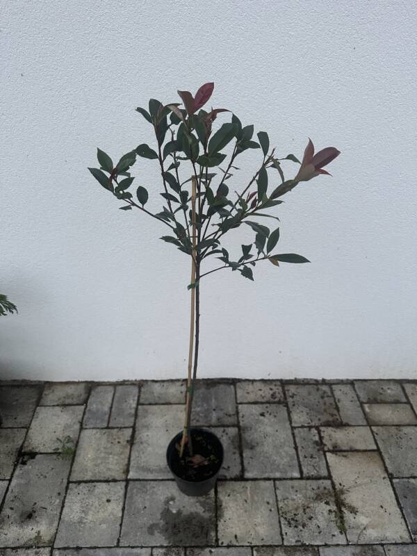 Magastörzsű korallberkenye - Photinia fraseri - Image 3