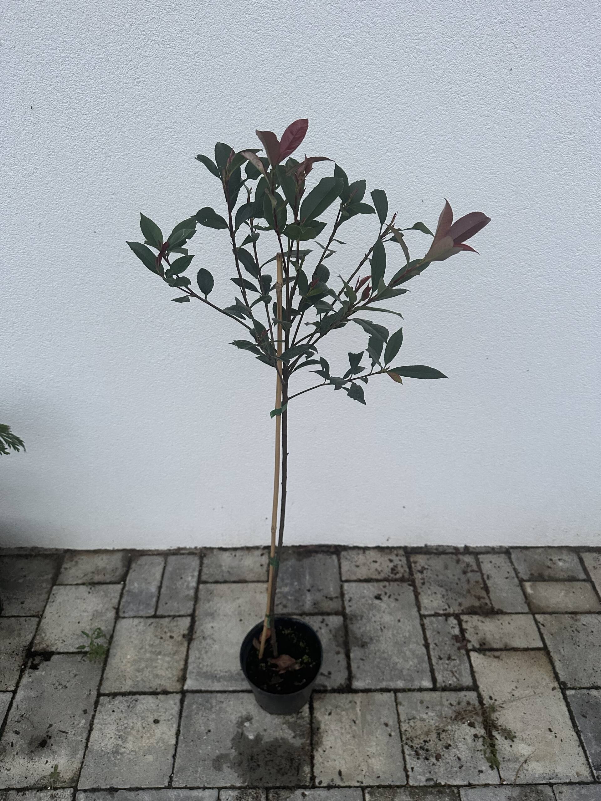 Magastörzsű korallberkenye - Photinia fraseri - Image 3