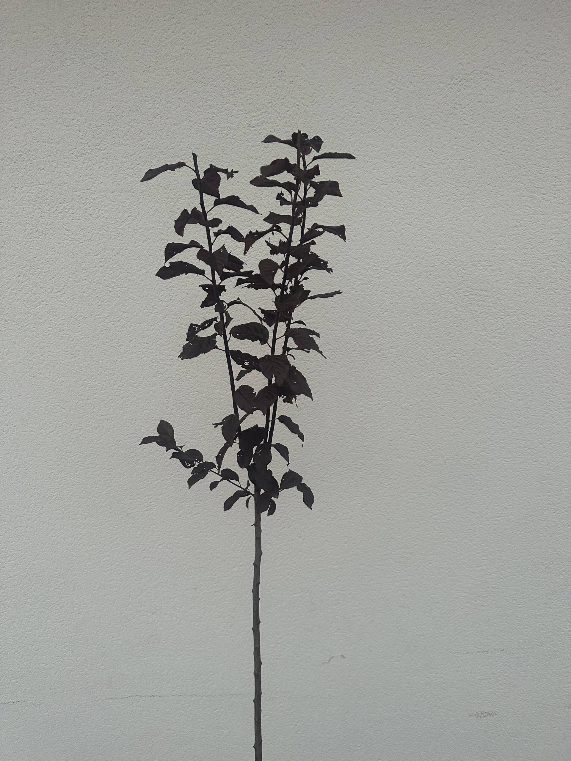 Vérszilva - Prunus cerasifera ‘Woodii’ - Image 3