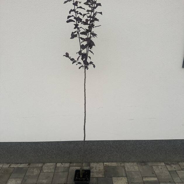 Vérszilva - Prunus cerasifera ‘Woodii’