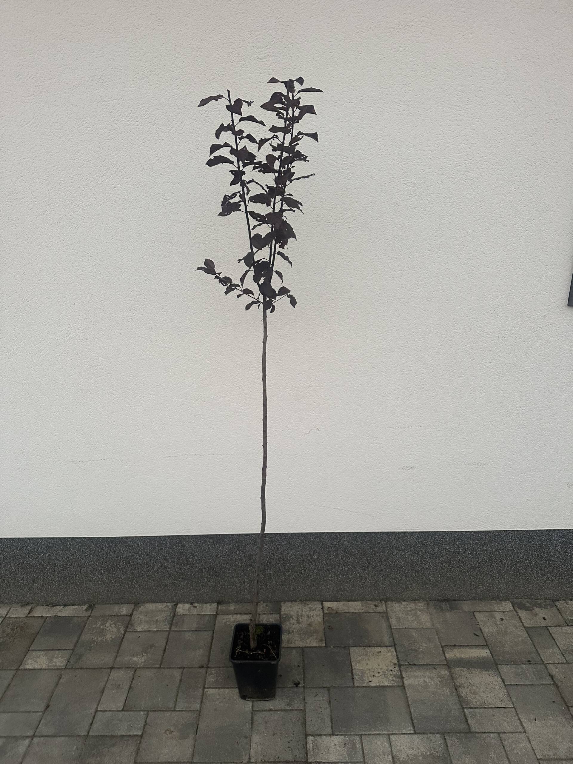 Vérszilva - Prunus cerasifera ‘Woodii’