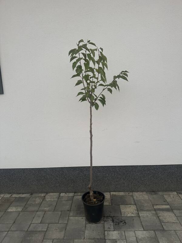 Japán díszcseresznye - Prunus serrulata 'Kanzan'