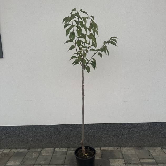 Japán díszcseresznye - Prunus serrulata 'Kanzan'