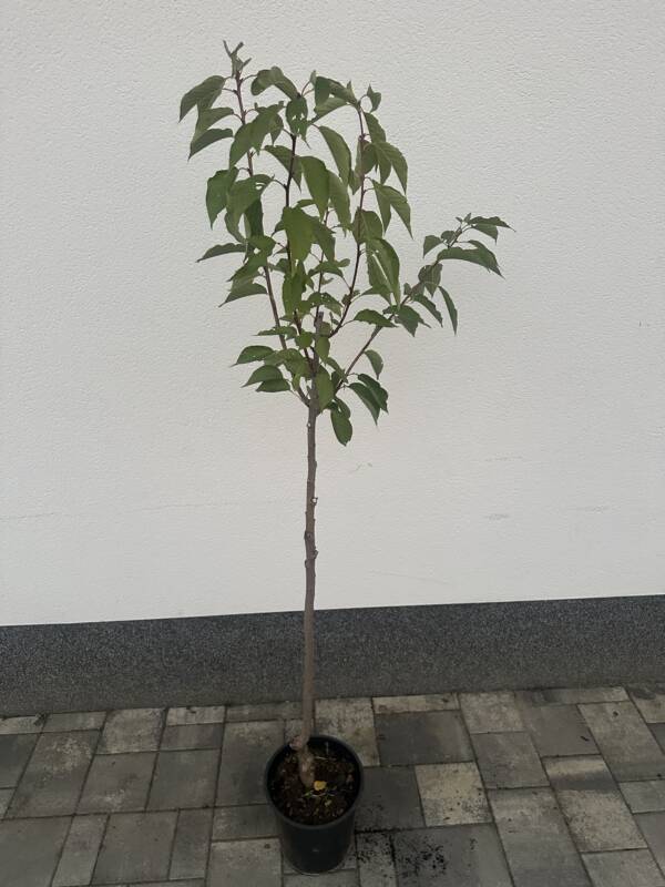Japán díszcseresznye - Prunus serrulata 'Kanzan' - Image 2
