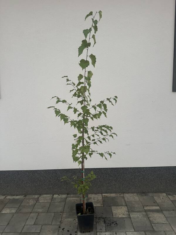 Közönséges nyírfa - Betula pendula - Image 3