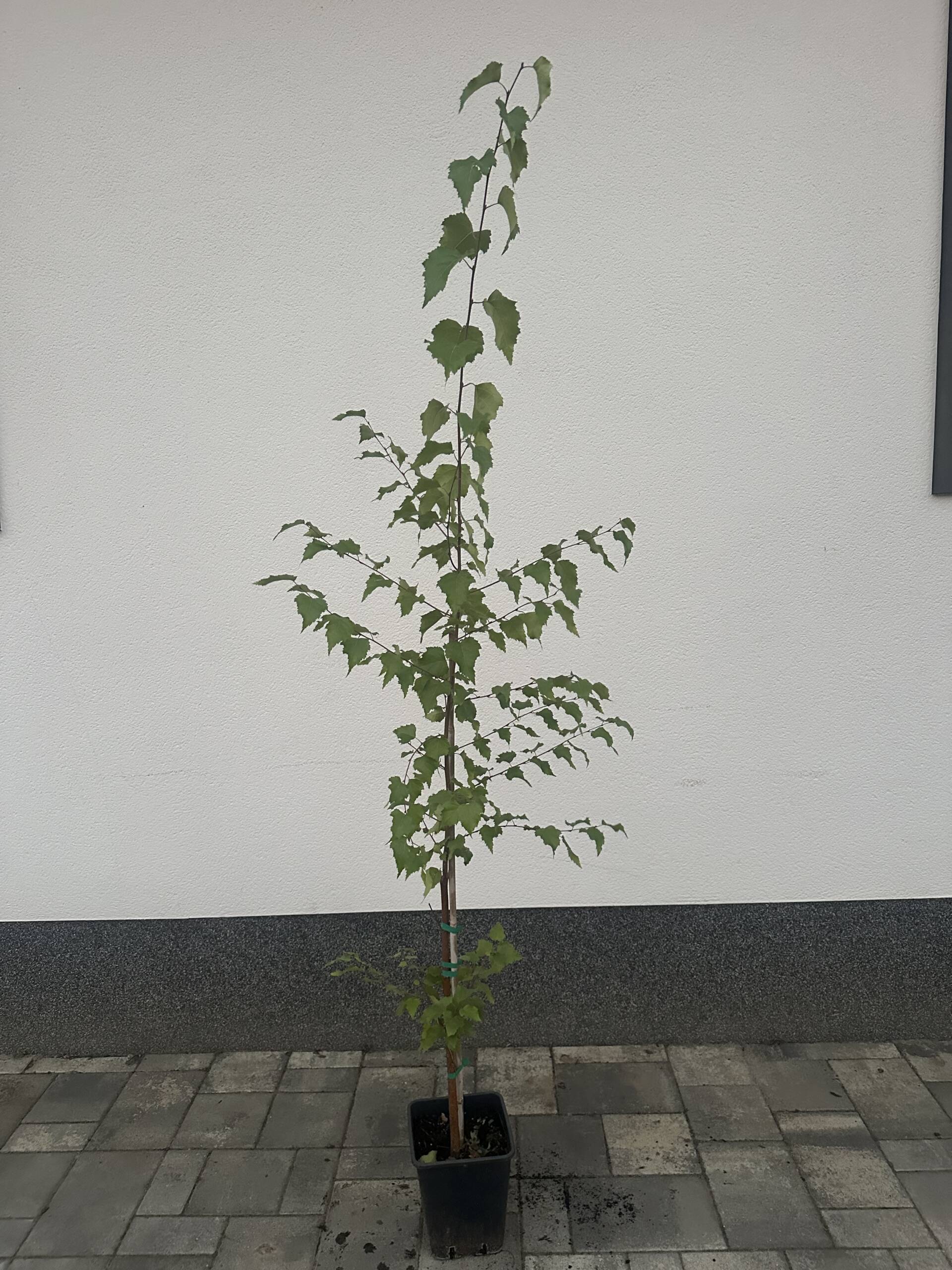 Közönséges nyírfa - Betula pendula - Image 3