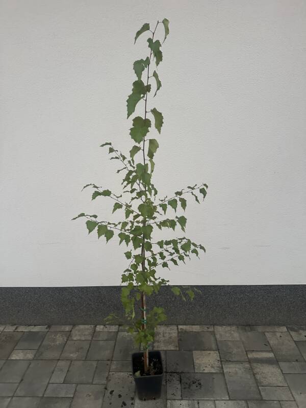 Közönséges nyírfa - Betula pendula - Image 2