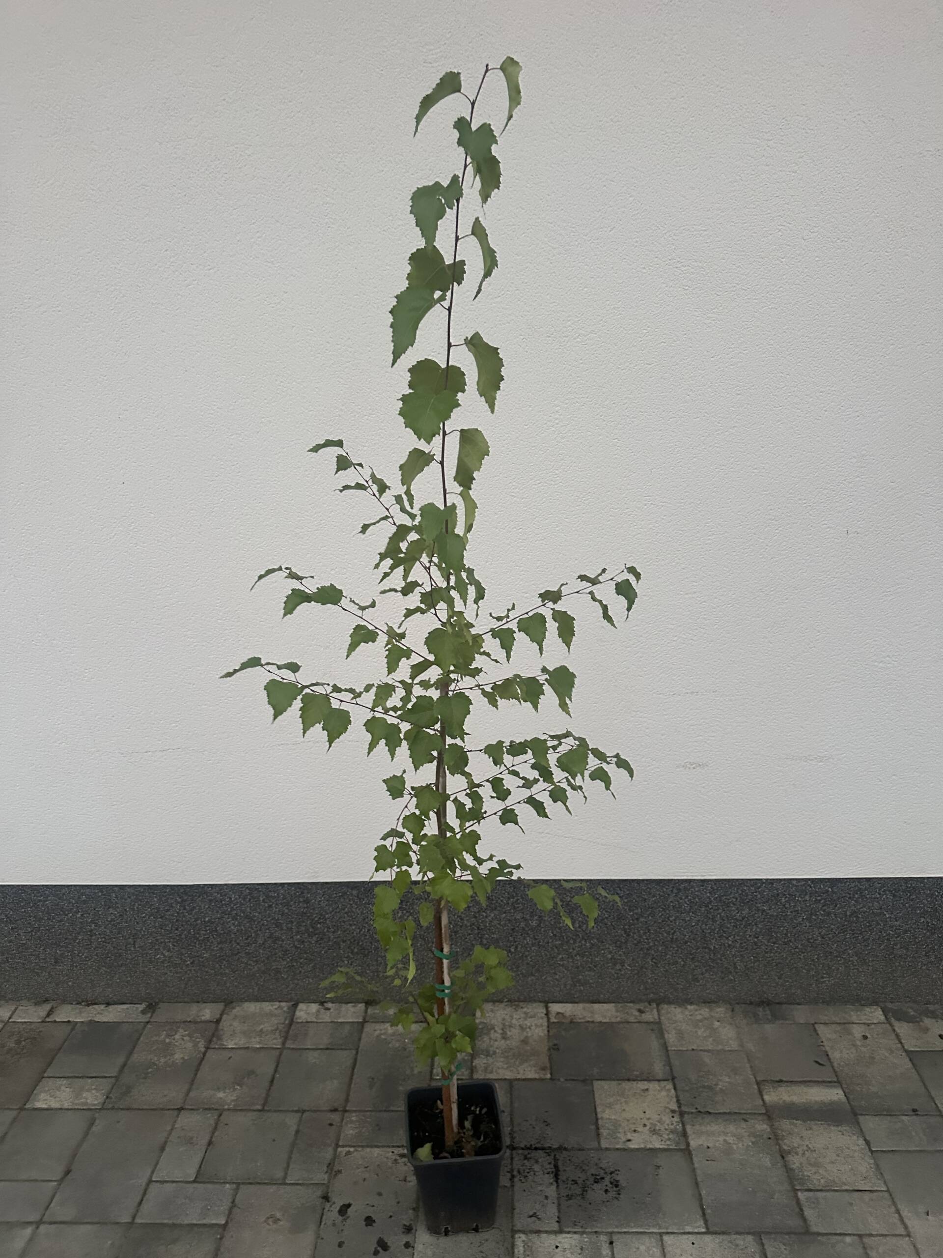 Közönséges nyírfa - Betula pendula - Image 2