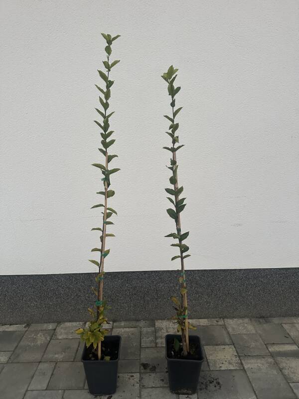 Oszlopos gyertyán - Carpinus betulus 'Fastigiata'