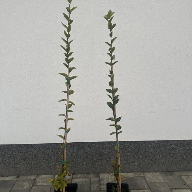 Oszlopos gyertyán - Carpinus betulus 'Fastigiata'