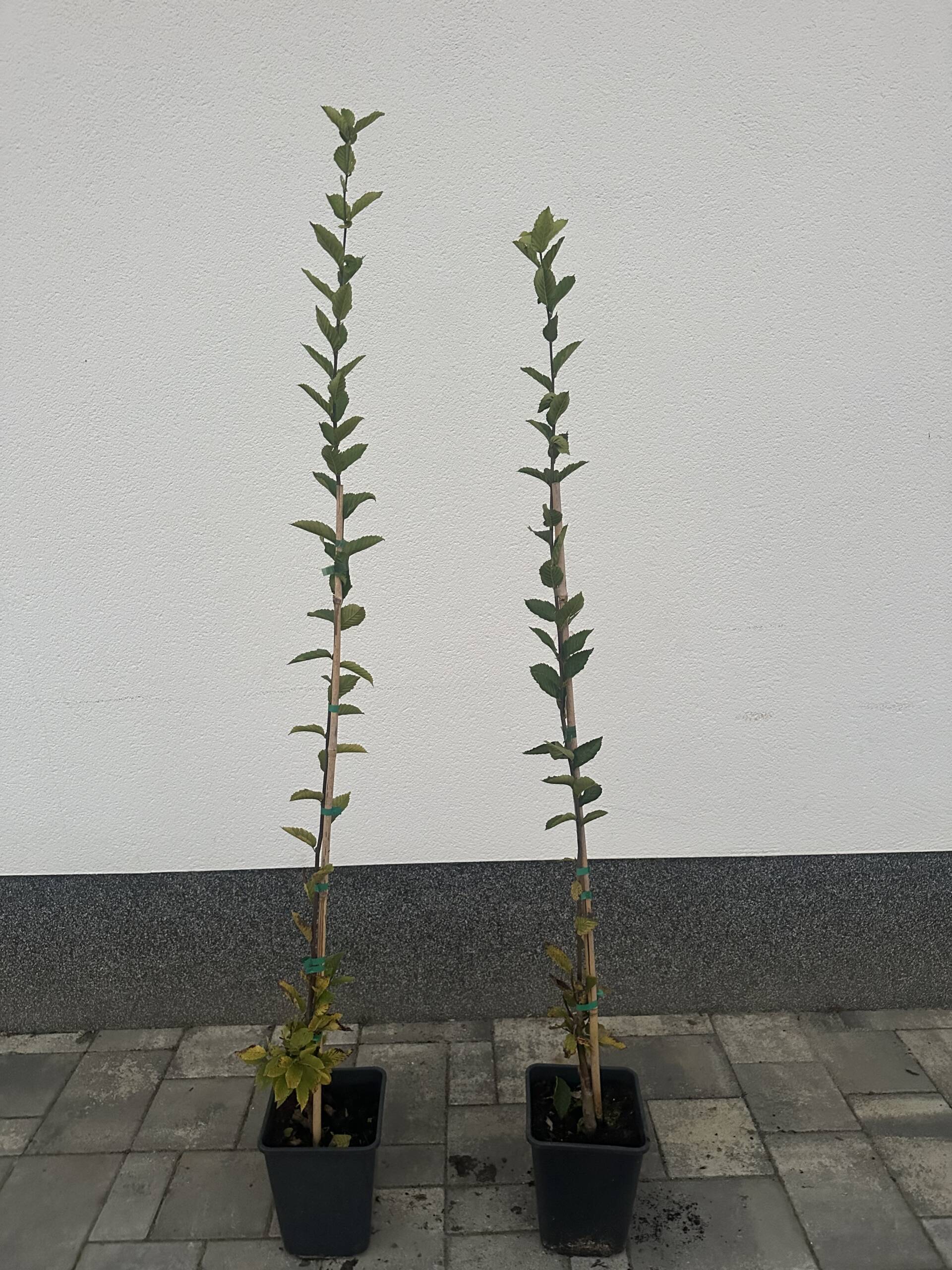 Oszlopos gyertyán - Carpinus betulus 'Fastigiata'