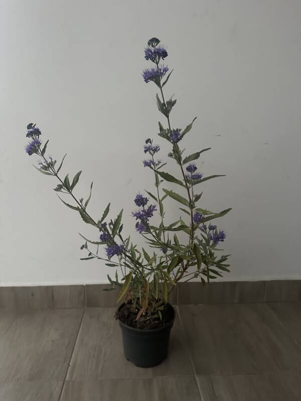 Angol kékszakáll - Caryopteris clandonensis 'Heavenly Blue'
