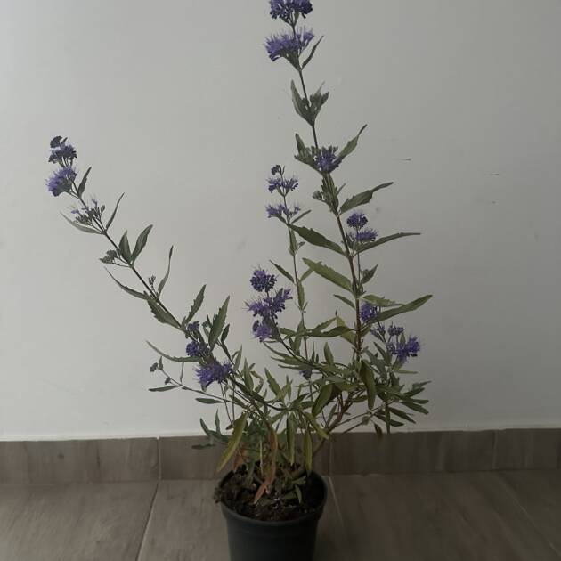 Angol kékszakáll - Caryopteris clandonensis 'Heavenly Blue'