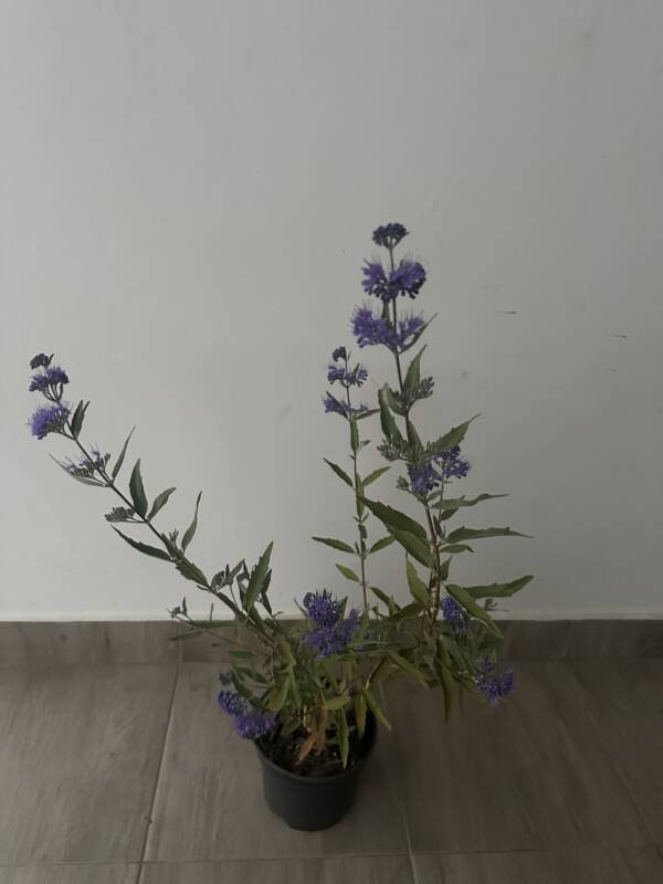 Angol kékszakáll - Caryopteris clandonensis 'Heavenly Blue' - Image 2