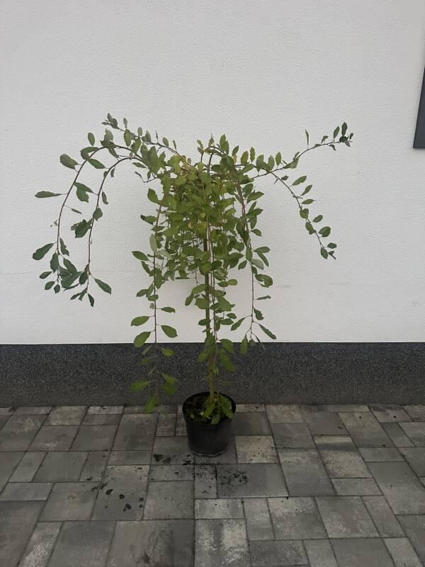 Csüngő Barka - Salix Caprea 'Pendula'