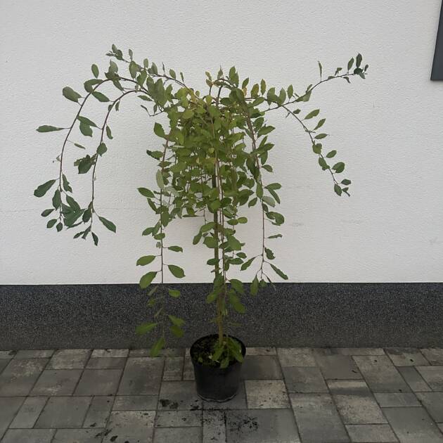 Csüngő Barka - Salix Caprea 'Pendula'