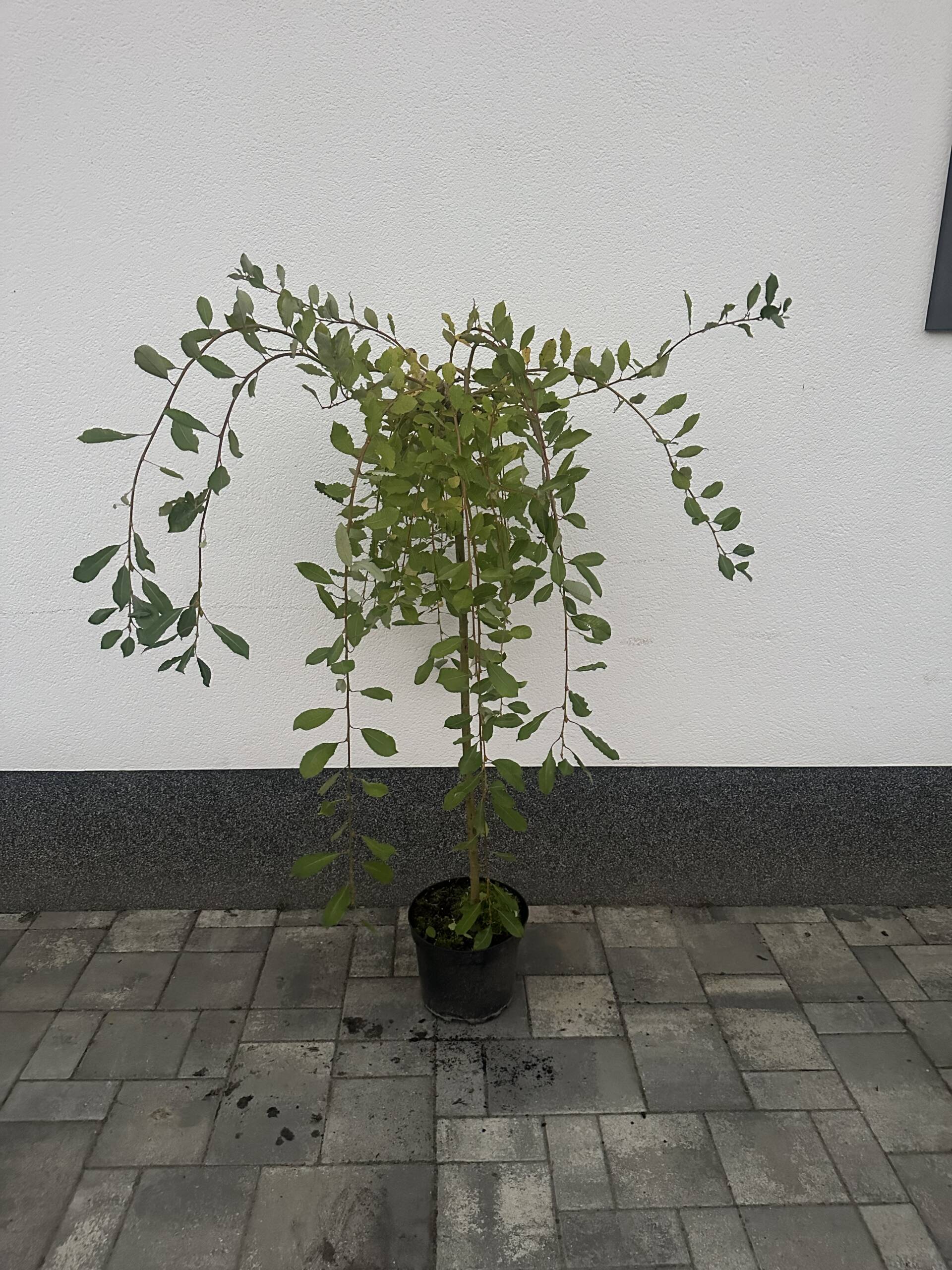 Csüngő Barka - Salix Caprea 'Pendula'