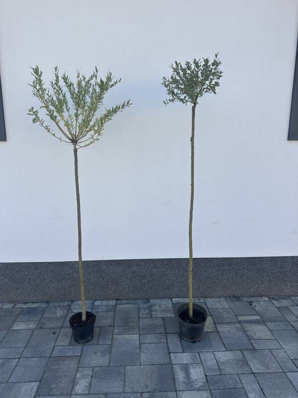 Tarka levelű japán fűz - Salix integra 'Hakuro-Nishiki' Törzses