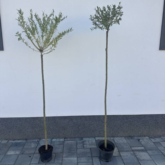 Tarka levelű japán fűz - Salix integra 'Hakuro-Nishiki' Törzses