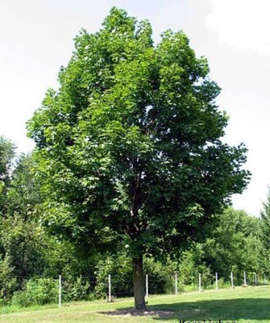 Korai juhar - Acer platanoides