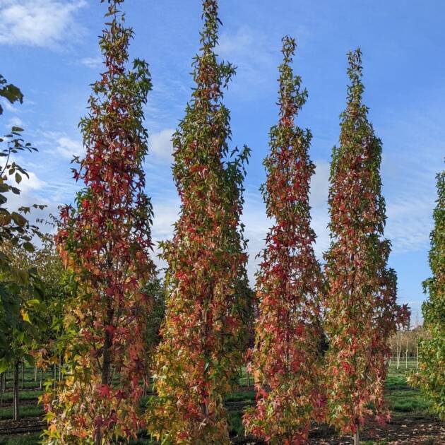 Oszlopos ámbrafa - Liquidambar styraciflua 'Slender Silhouette'