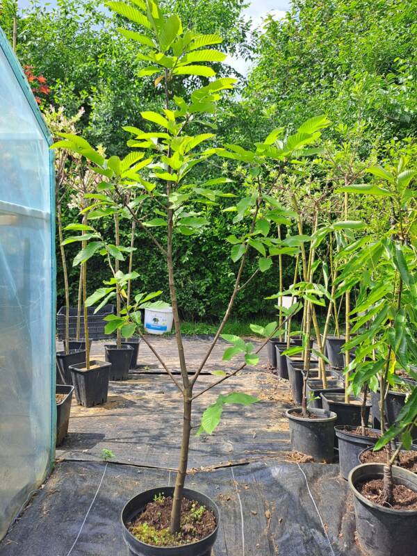 Szelídgesztenye - Castanea sativa