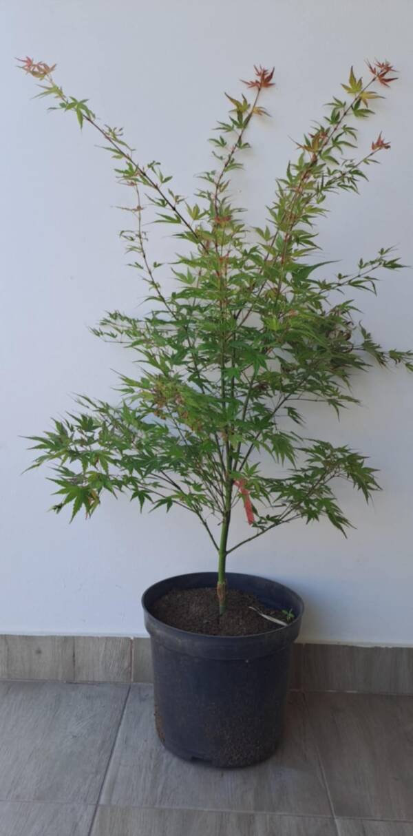 Acer palmatum 'Wilson’s pink dwarf' - Image 3