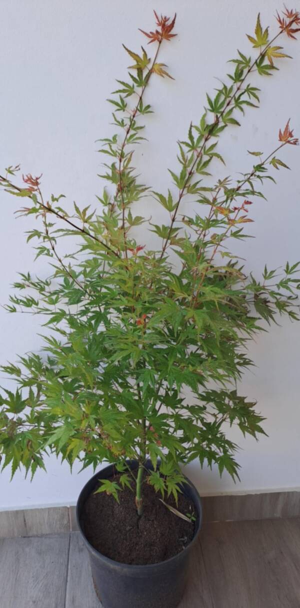 Acer palmatum 'Wilson’s pink dwarf' - Image 2