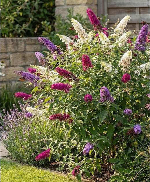 Nyáriorgona - Buddleia davidii
