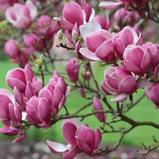 Nagyvirágú liliomfa - Magnolia x soulangeana 'Rustica Rubra'
