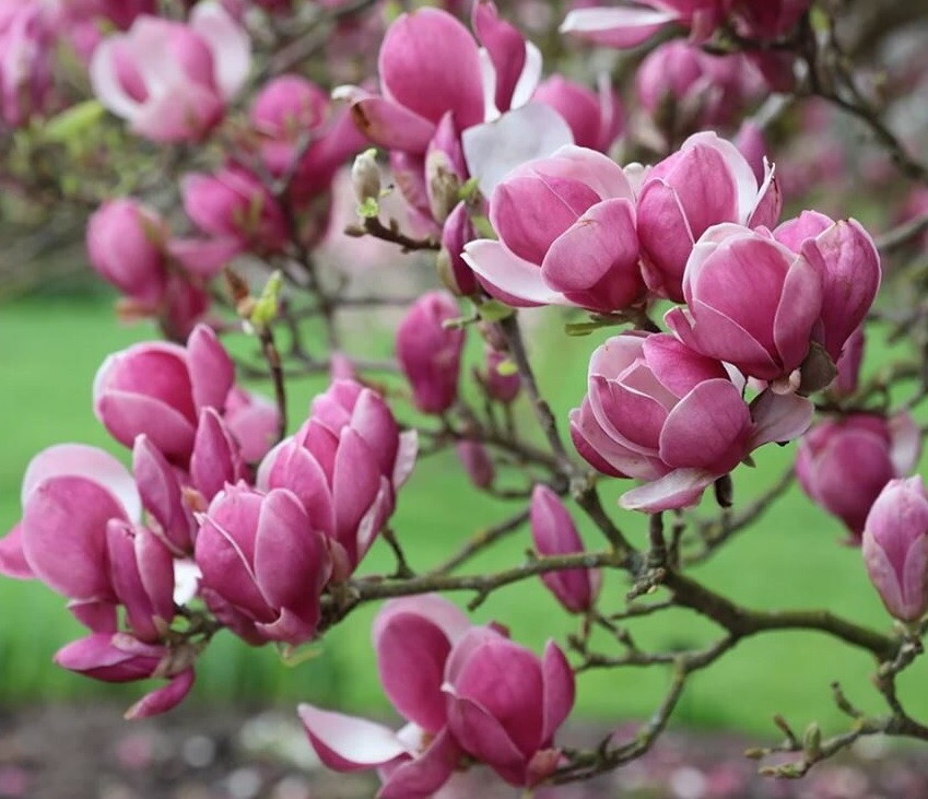 Nagyvirágú liliomfa - Magnolia x soulangeana 'Rustica Rubra'