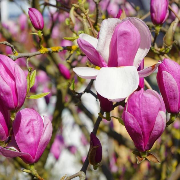 Nagyvirágú liliomfa - Magnolia x soulangeana 'Rustica Rubra'