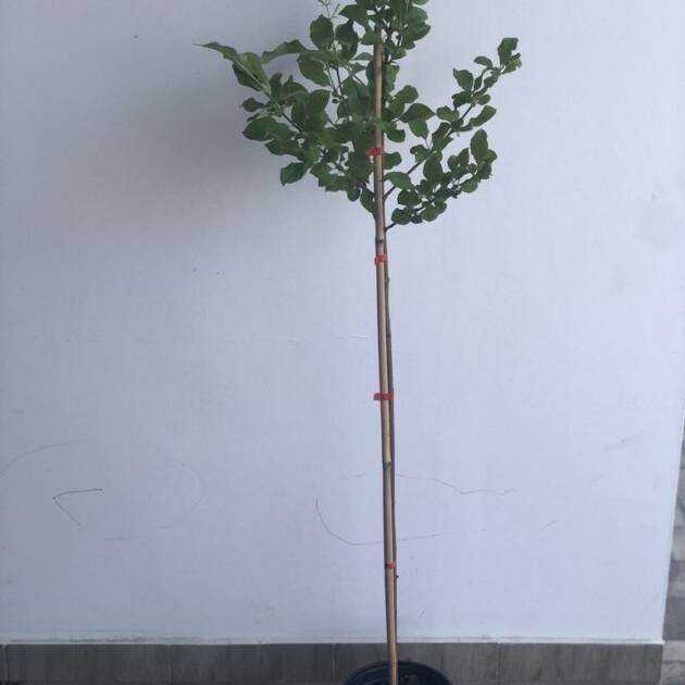Jósika-orgona - Syringa josikaea (törzses)