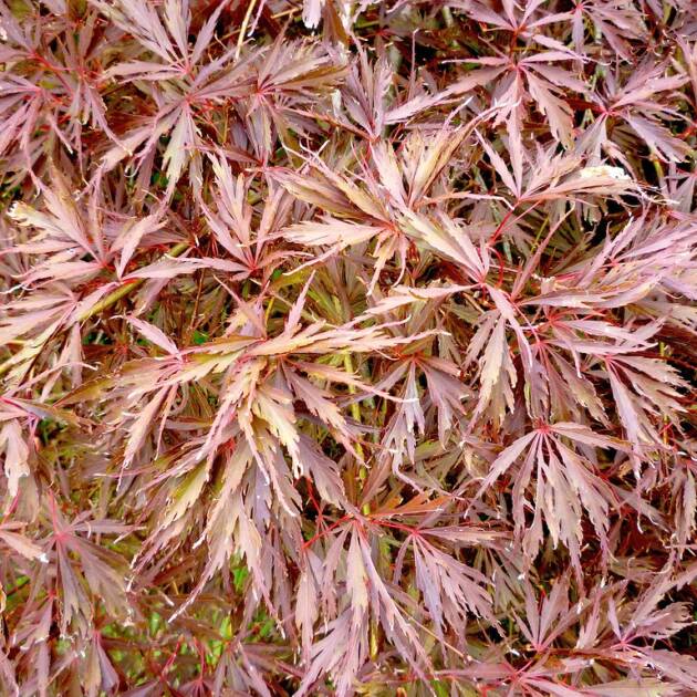 Acer palmatum 'Inaba Shidare'