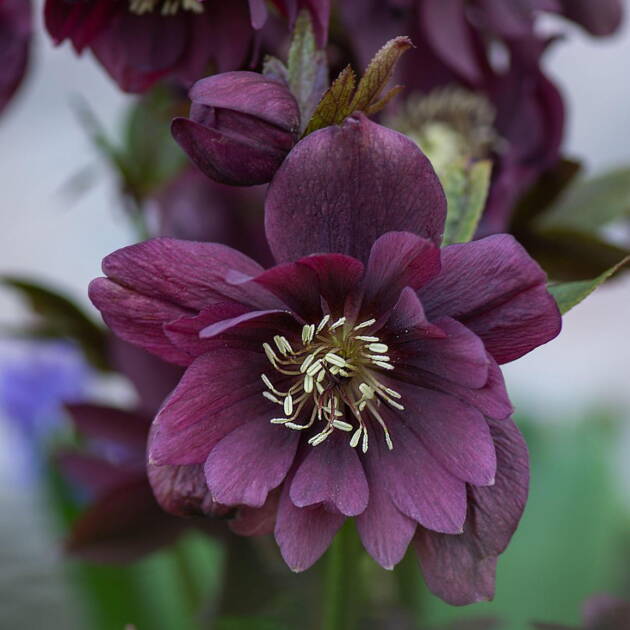 Double Ellen 'Purple'