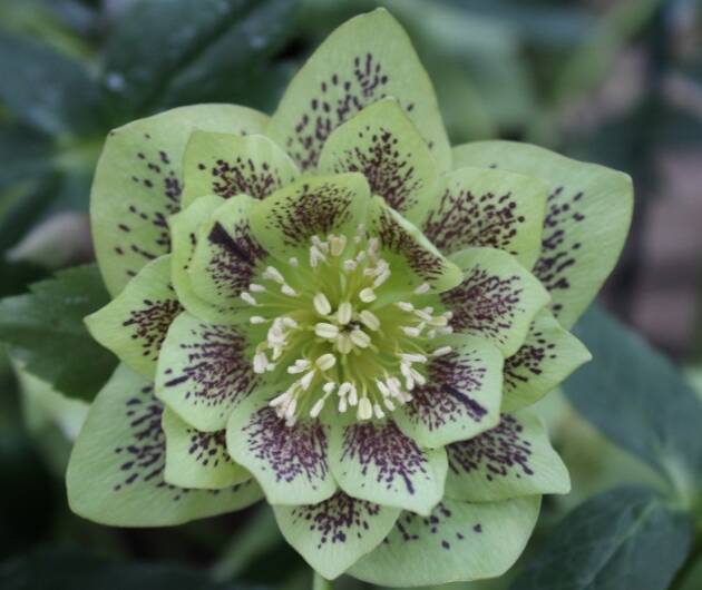 Double Ellen 'Green'