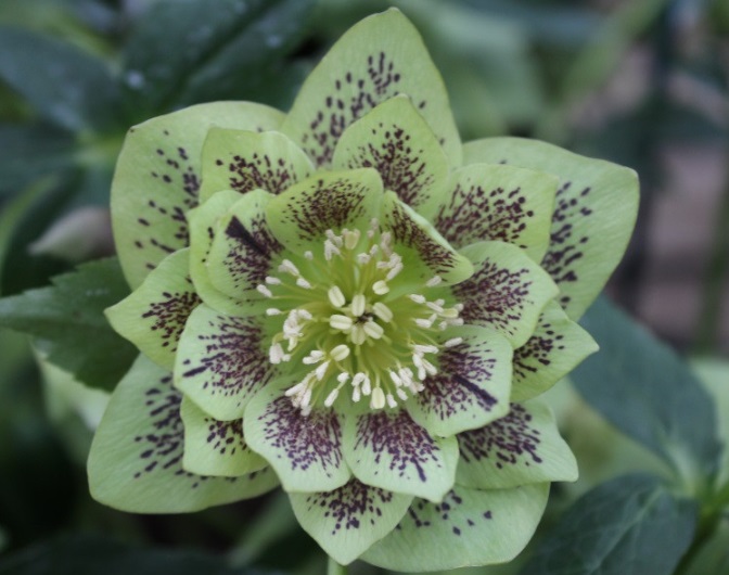 Double Ellen 'Green'