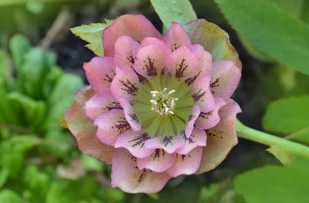 Double Ellen 'Spotted Pink'