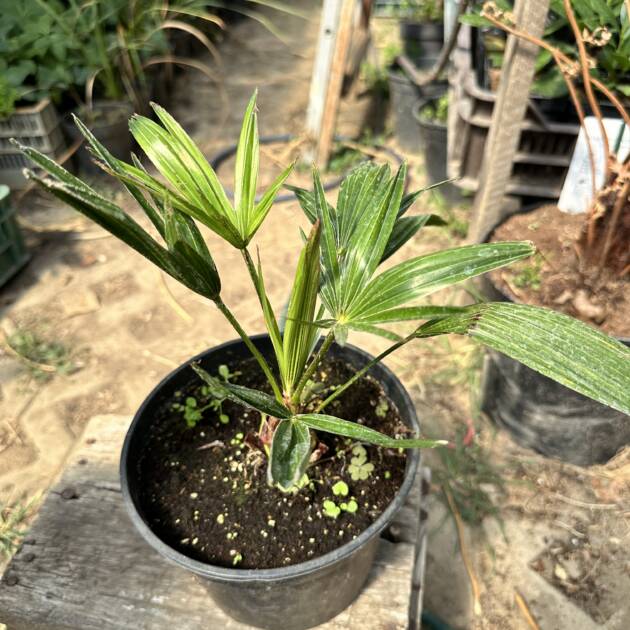 Japán kenderpálma - Trachycarpus wagnerianus