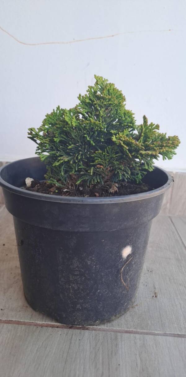 Chamaecyparis obtusa 'Nana Gracilis' - Hinoki álciprus, törpe japán hamisciprus - Image 2
