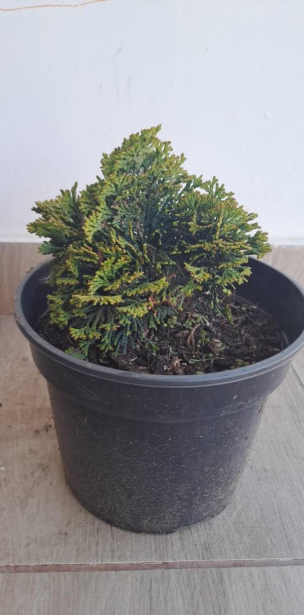 Chamaecyparis obtusa 'Nana Gracilis' - Hinoki álciprus, törpe japán hamisciprus