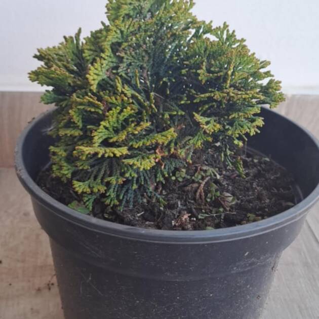 Chamaecyparis obtusa 'Nana Gracilis' - Hinoki álciprus, törpe japán hamisciprus